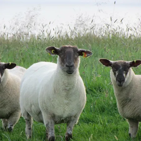 Ballyvoe House Doolin
